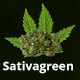Sativagreen - Medical WordPress Theme