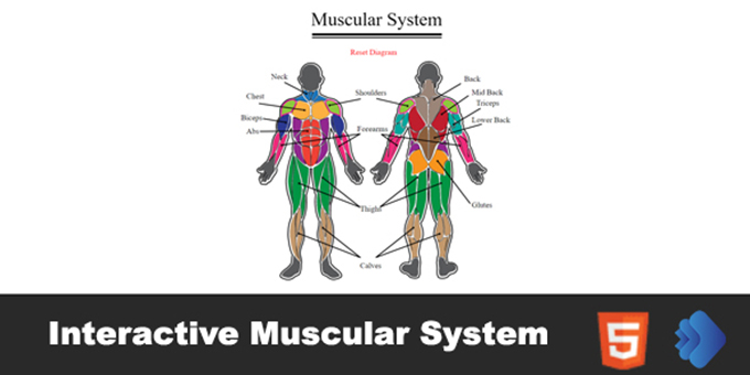 Interactive Muscular System