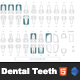 The Different Types of Dental Teeth Interactive Clickable