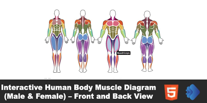 Interactive Human Body Muscle Diagram (Male & Female) – Front and Back View